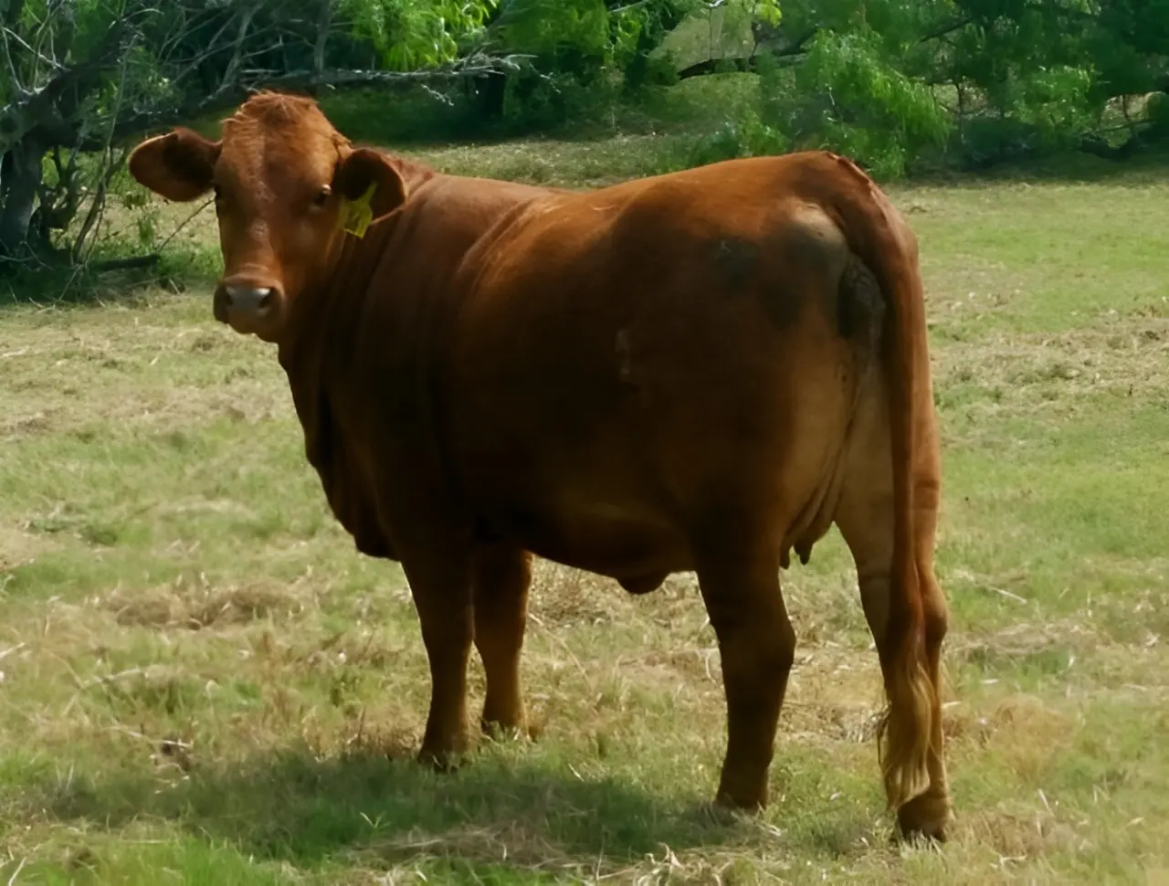 A brown cow standing in a grassy field, facing the camera. Trees are visible in the background.