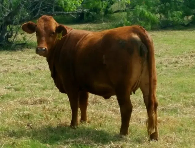 A brown cow standing in the grass near trees.