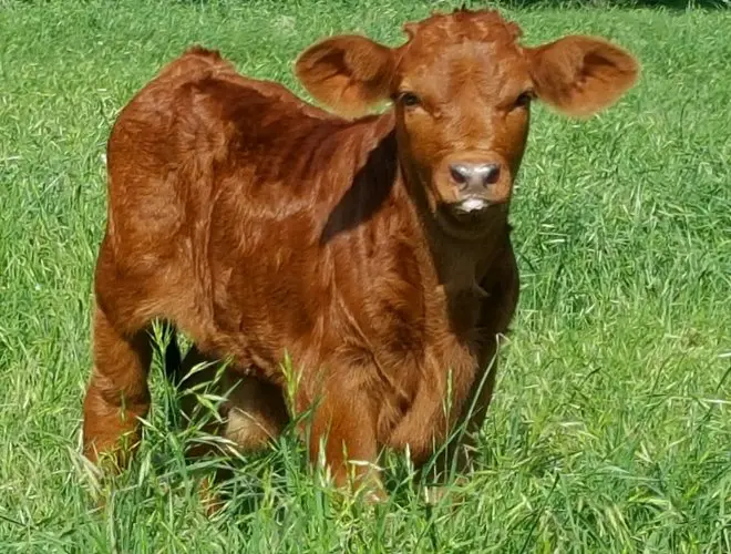 A brown cow standing in the grass.