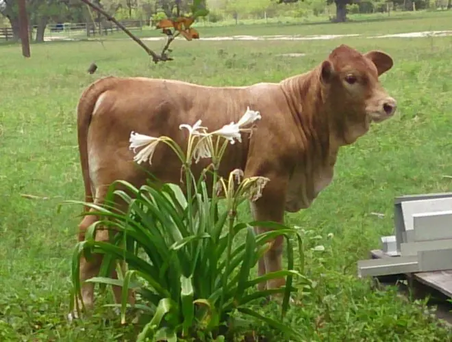A brown cow standing in the grass near some flowers.