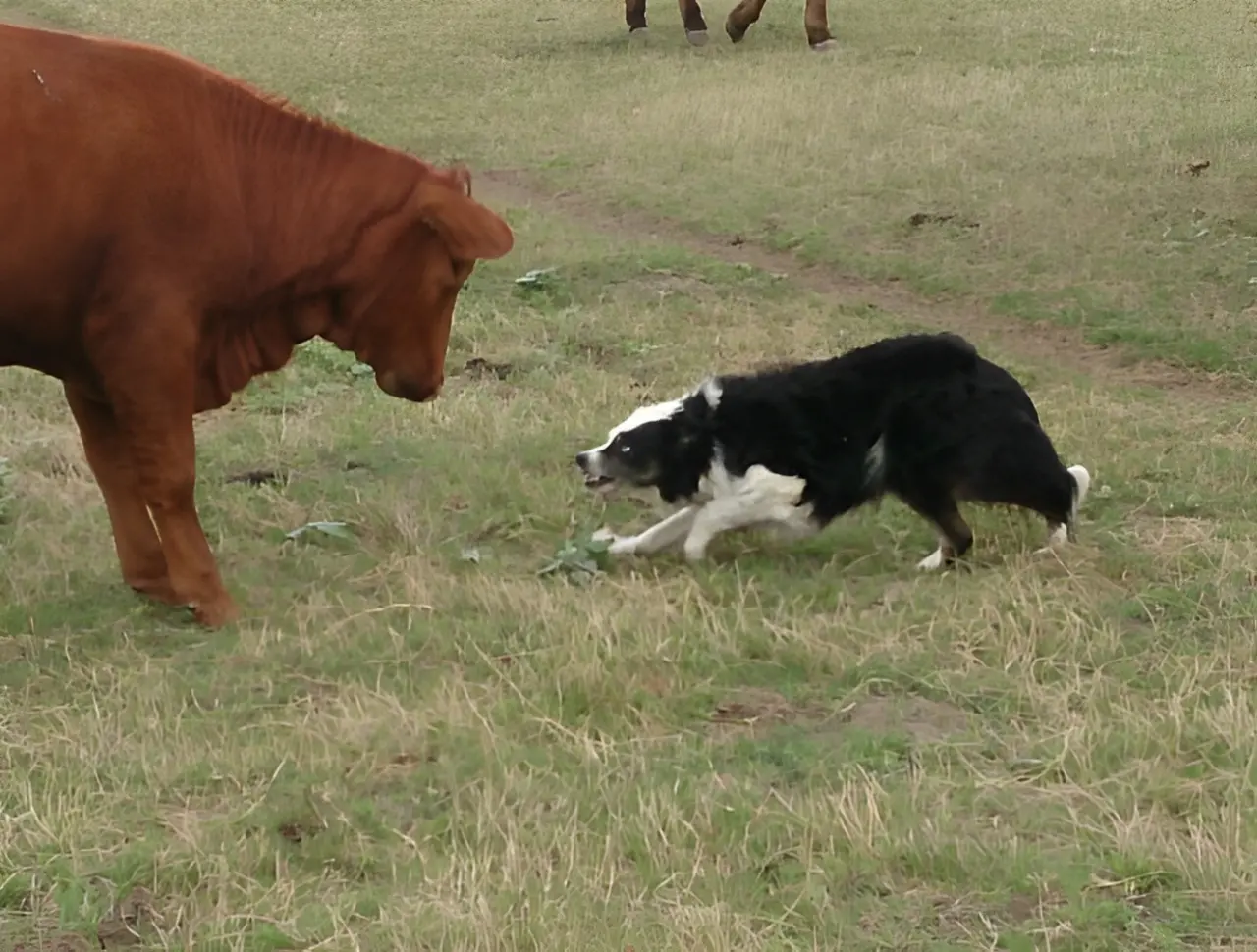 A black and white dog crouches facing a brown cow on a grassy field.