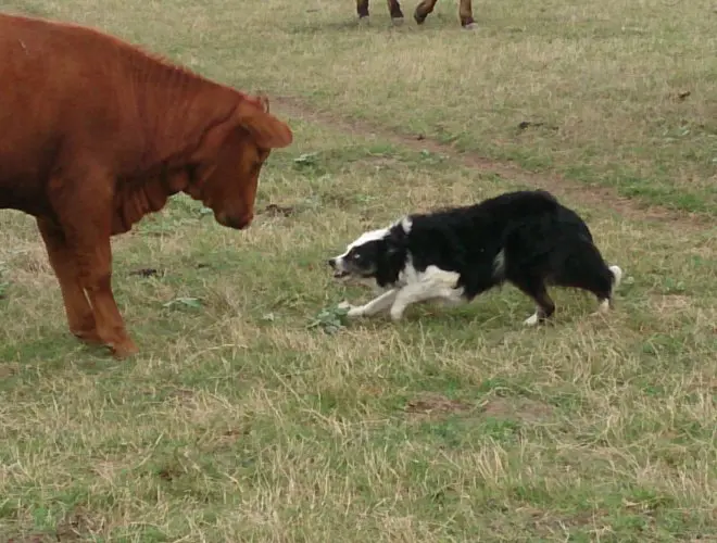 A dog chasing another dog in the grass.