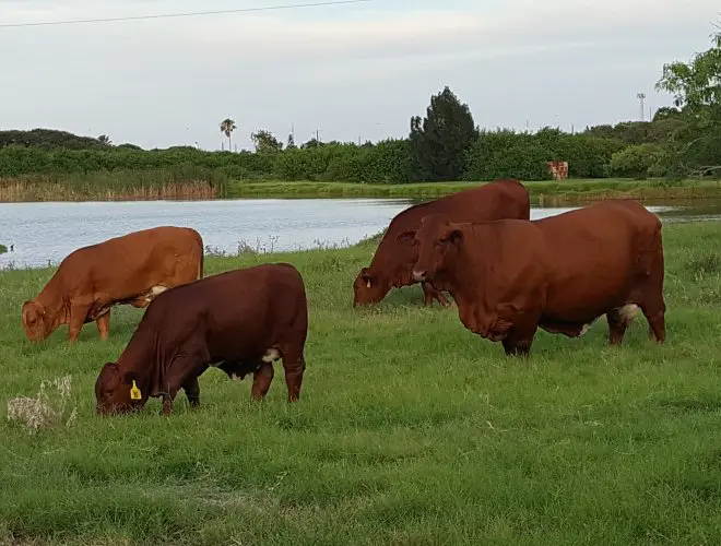 A group of cows grazing in the grass.