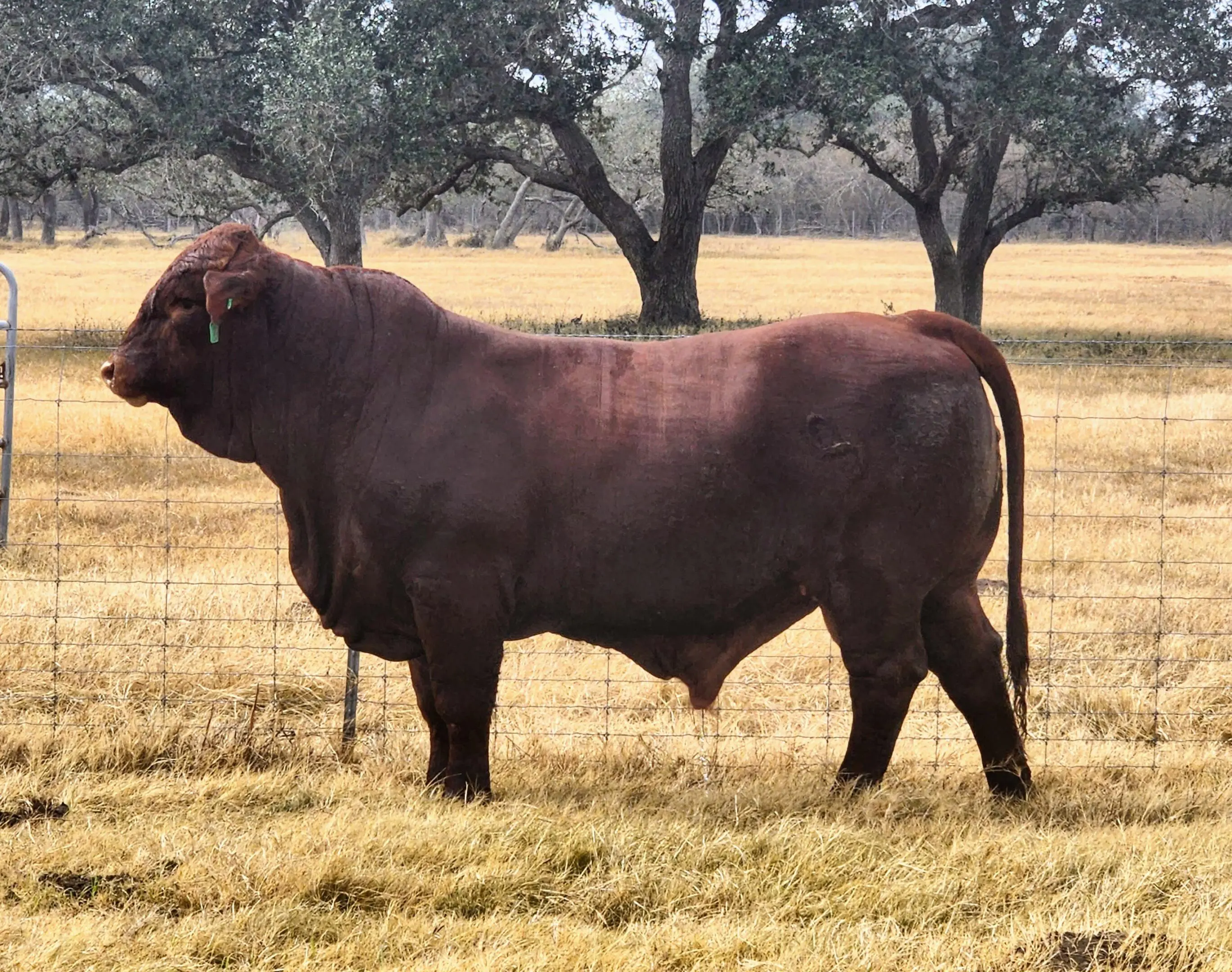 A brown cow standing in the middle of an open field.